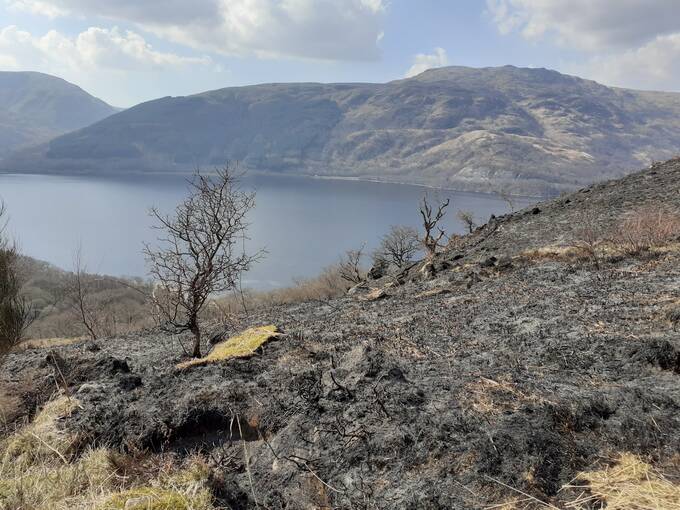 A blackened tree stands amidst charred vegetation on the Ben Lomond hillside, overlooking the loch.