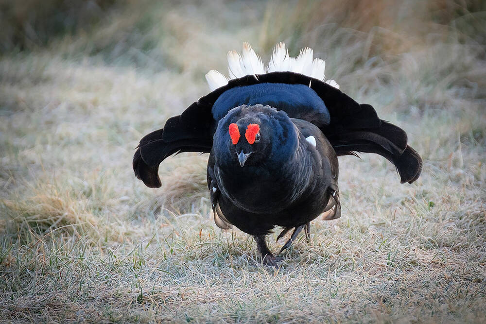 A black grouse walks towards the camera across frosty grass. Its black tail is fanned out wide with white feathers at the very rear. It has red stripes on the top of its head.