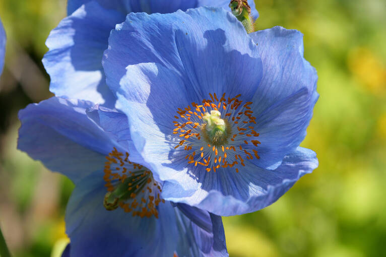 Himalayan blue poppies in Branklyn Garden