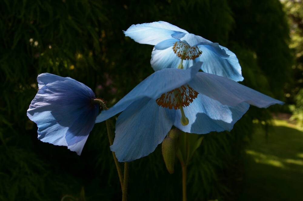A close-up view of three blue poppies, seen against a dark foliage background.