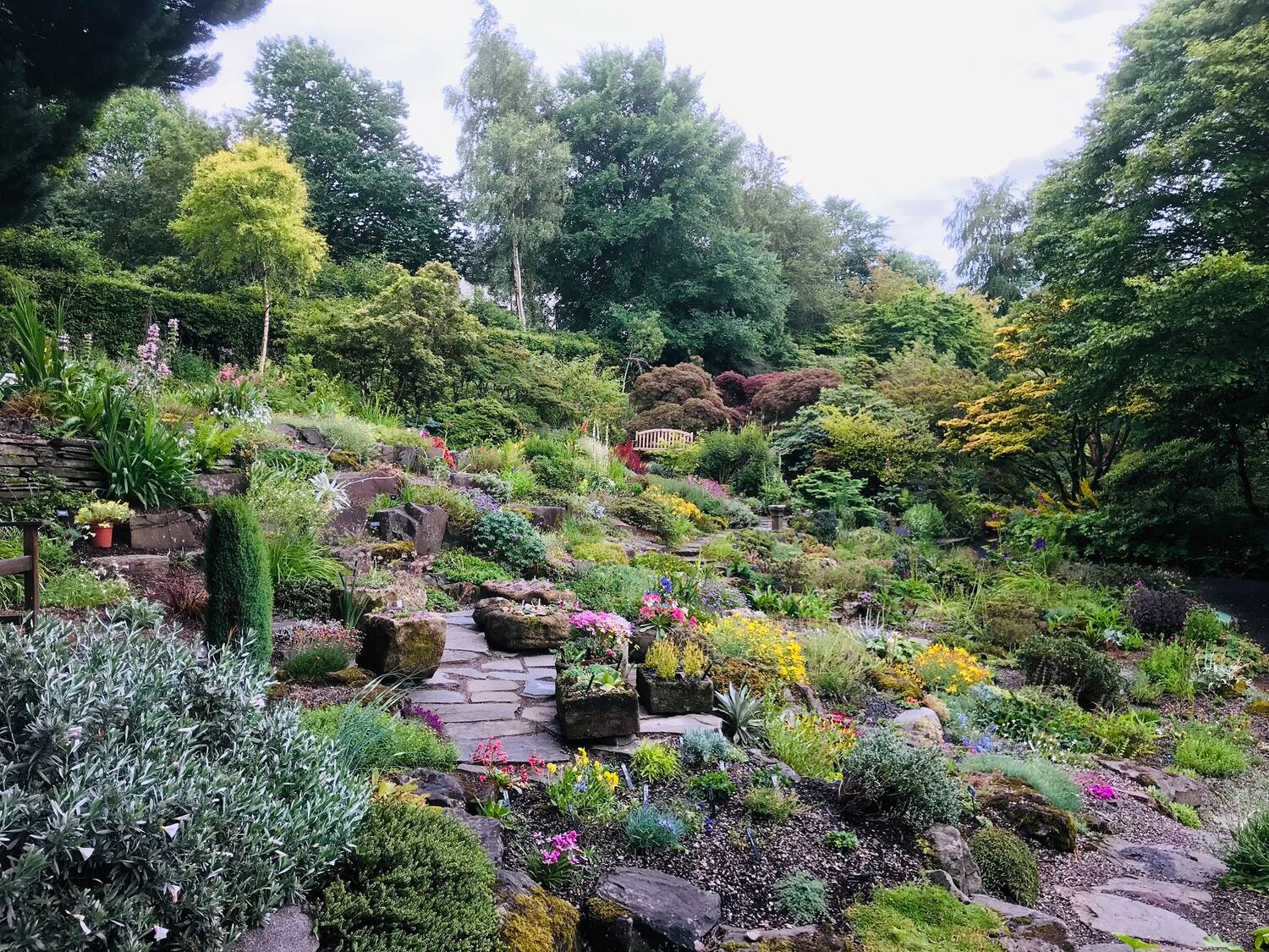 A rock garden is built on a gentle slope, with several terraced paved areas. Small plants are dotted all across the slope, many in flower. A bench sits beside a dark green hedge at the top of the slope.