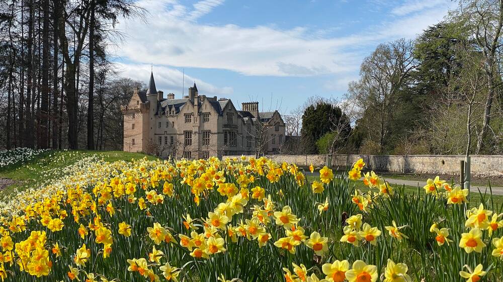 Beds of bright yellow daffodils with orange trumpets grow in the foreground. In the background stands the rose-pink Brodie Castle,