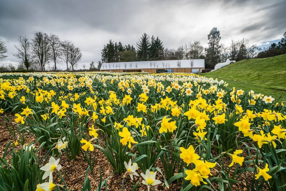 Beds of daffodils in full bloom cover a large garden space. A wooden cabin and a large rabbit statue can be seen in the background.
