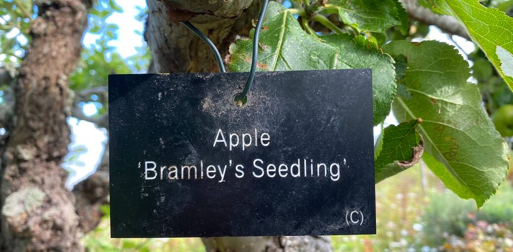 A black label hangs from a tree branch, with white text stating: Apple ‘Bramley’s Seedling’. (C) is in the bottom right corner.