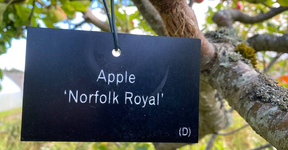 A black label hangs from a tree branch, with white text stating: Apple ‘Norfolk Royal’. (D) is in the bottom right corner.