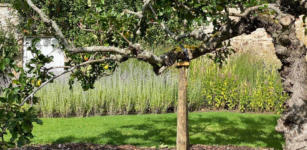 An old apple tree branch is supported by a wooden prop in the ground. Apples can be seen at the end of the branch. Purple flower beds can be seen in the background, possibly with lavender.