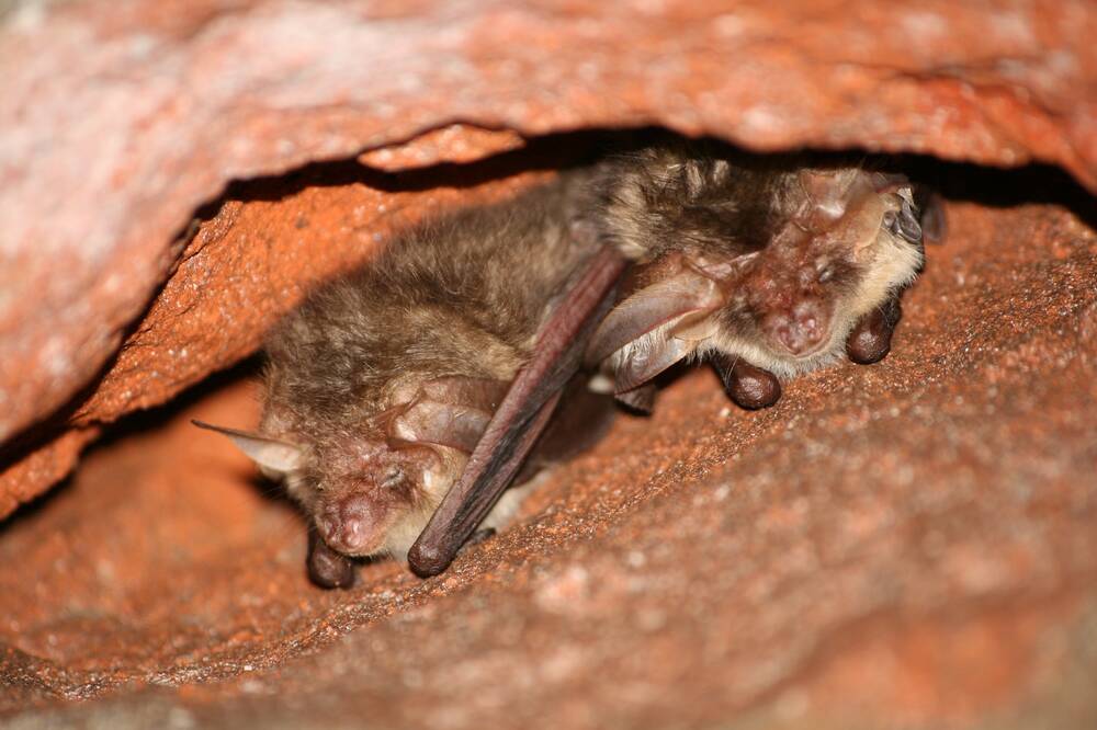 Two bats are fast asleep, tucked right into a small gap in some brickwork.