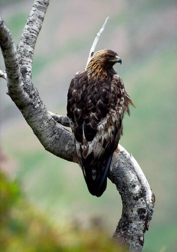 Golden eagle perched on a branch.