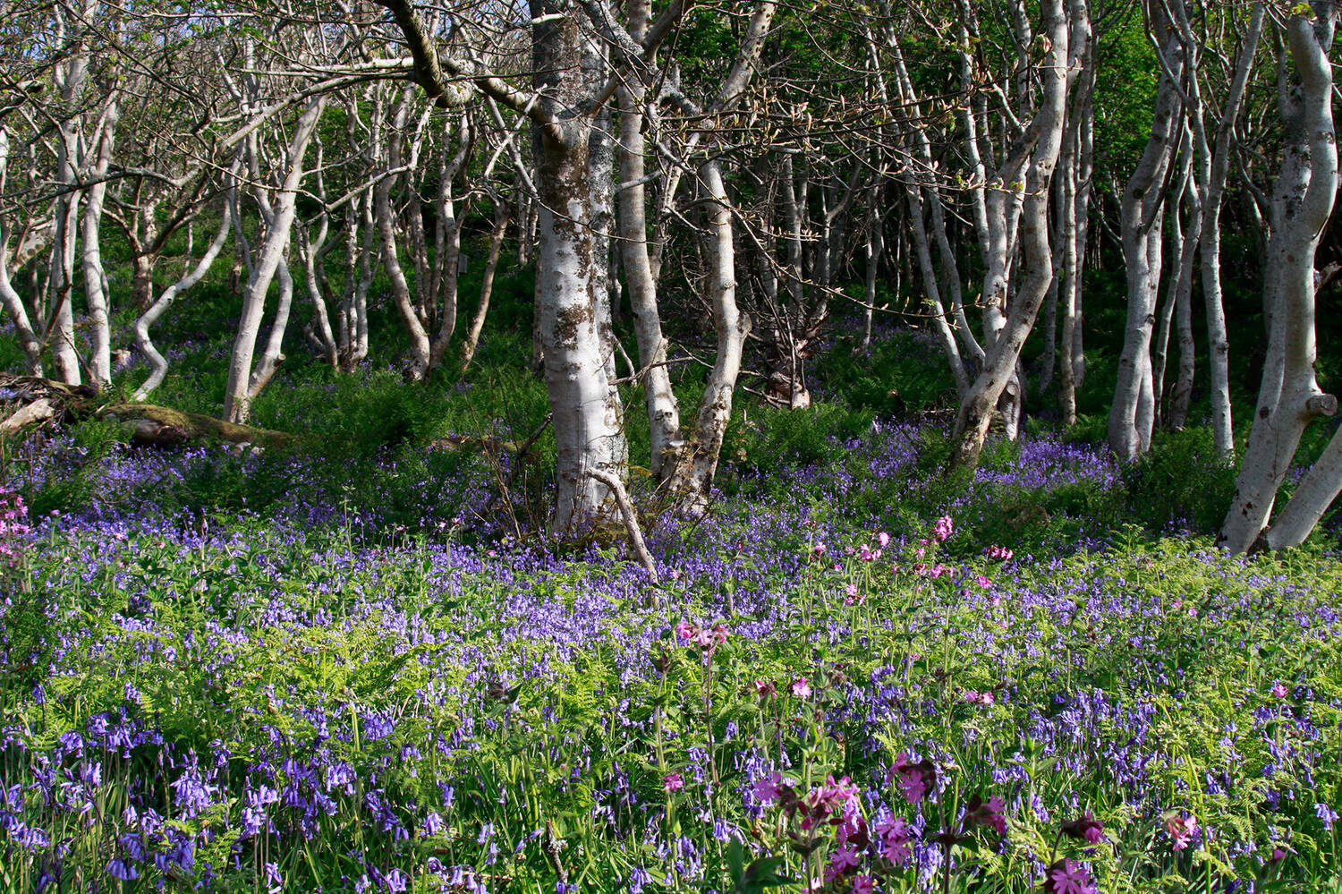 The woodland on Canna, carpeted with bluebells in spring