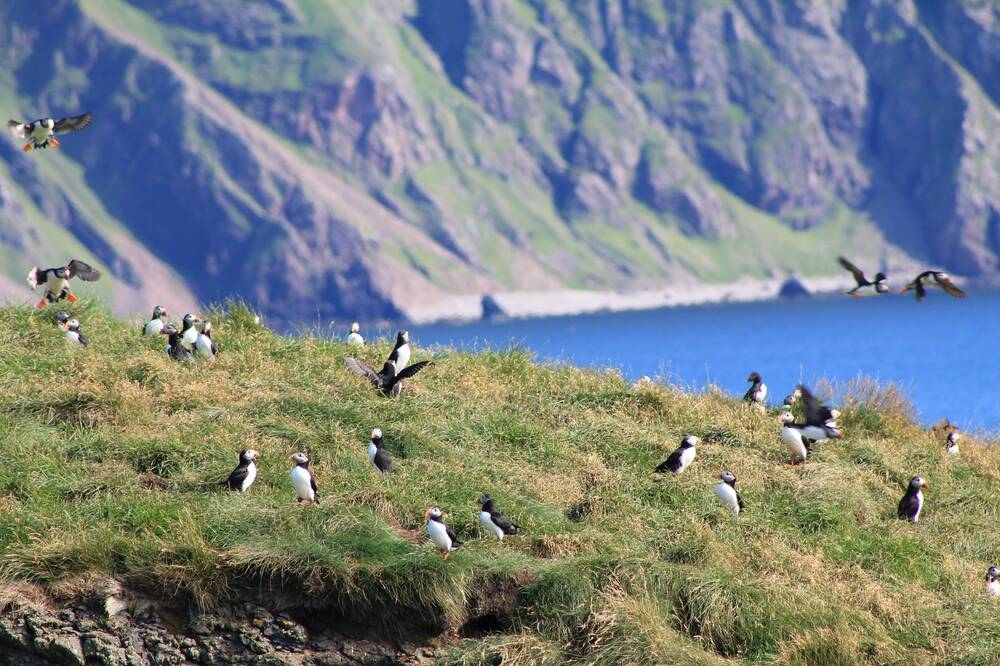 Many puffins gather on a grassy clifftop, with steep cliffs running into the blue sea in the background.