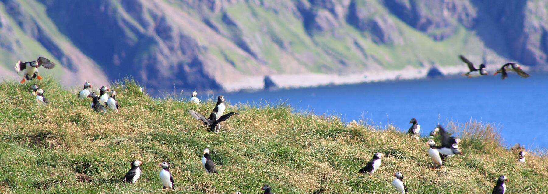 Many puffins gather on a grassy clifftop, with steep cliffs running into the blue sea in the background.