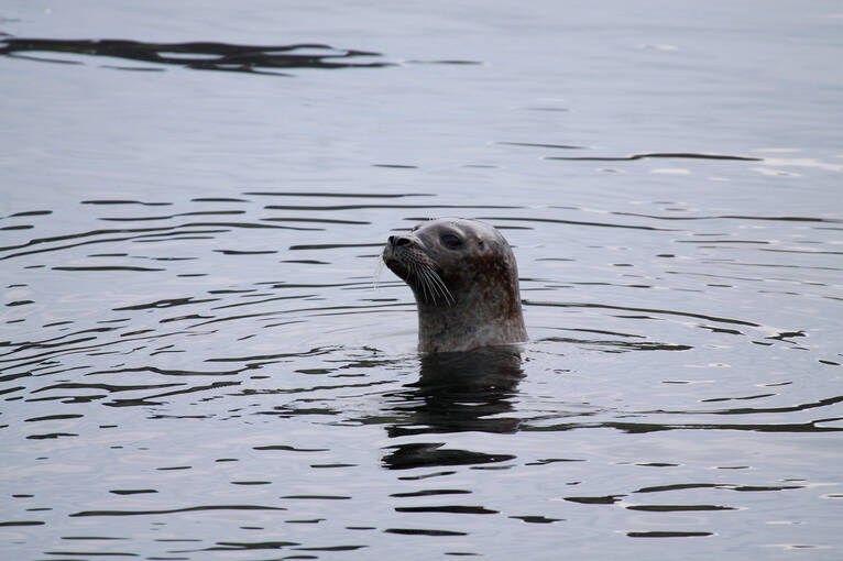 Seals head above the water