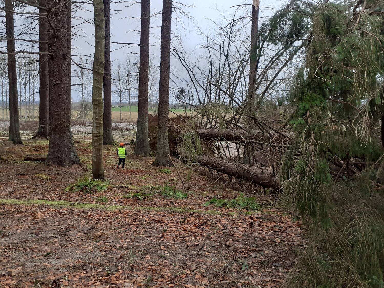 A large conifer tree has fallen in a woodland, lying across the ground. A person in a high-vis jacket stands near the tree and looks tiny in comparison.