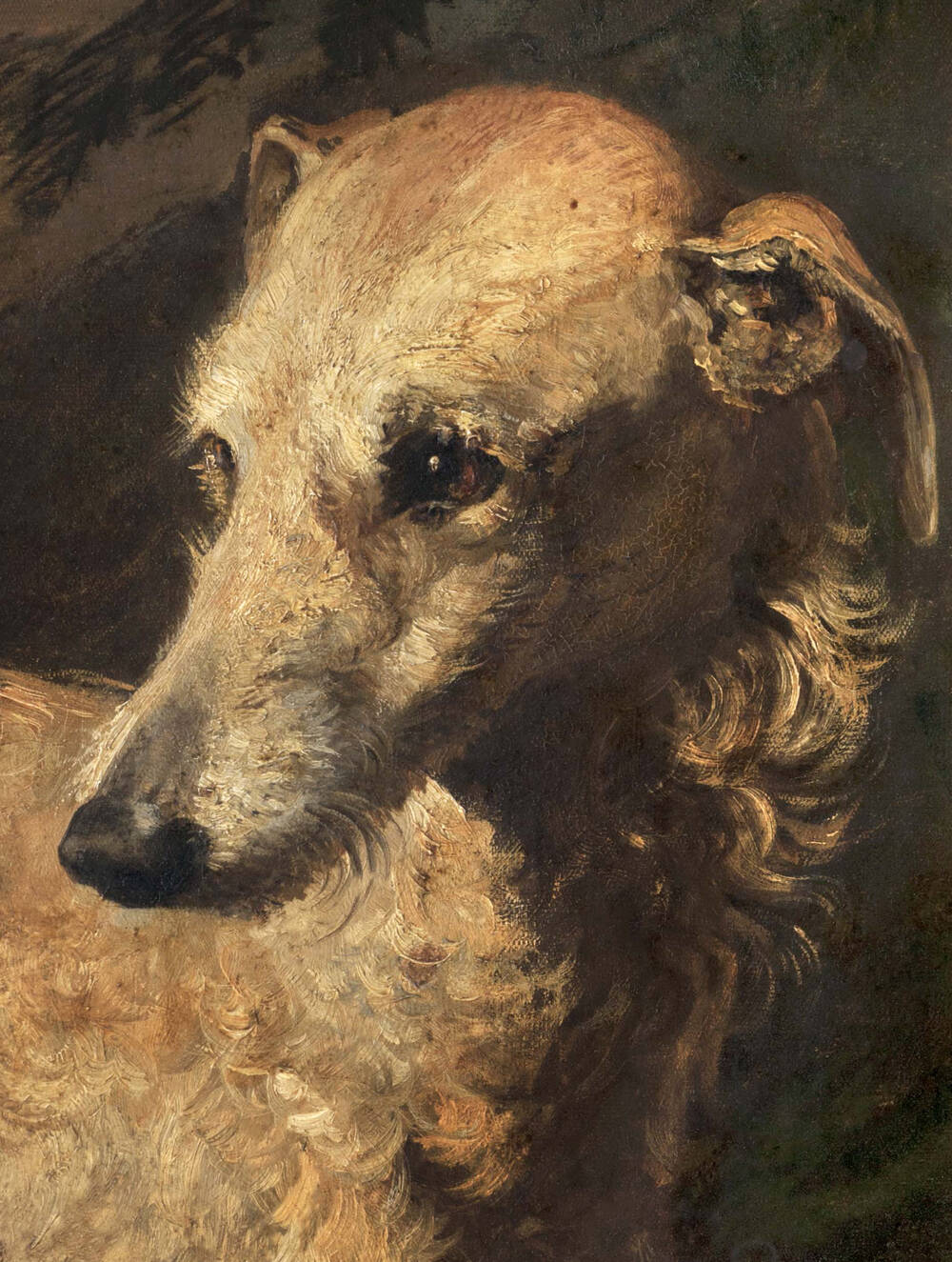 A close-up portrait of a golden brown deerhound, which is facing the artist but looking slightly to the left.