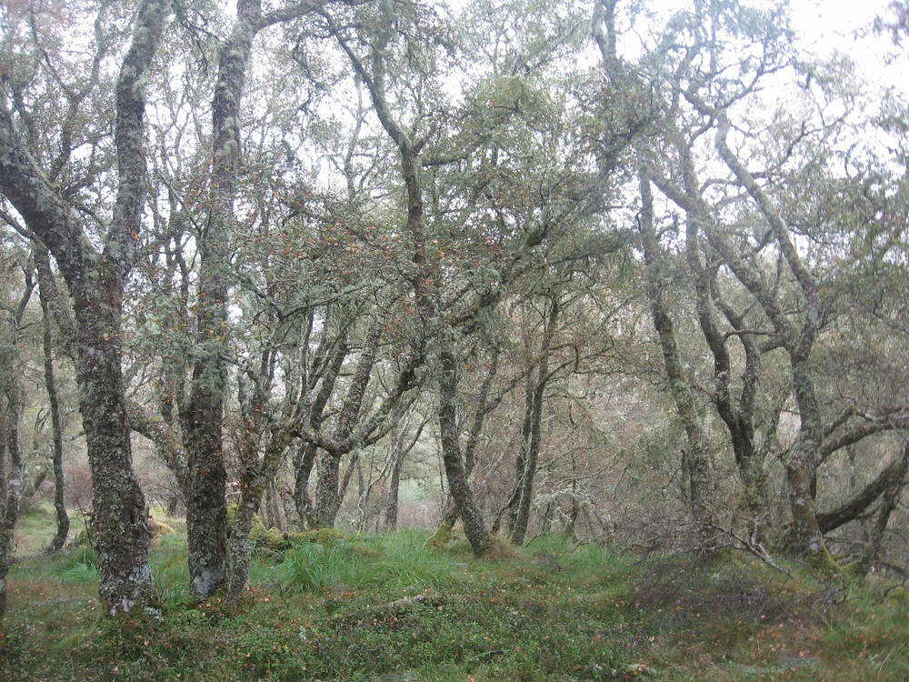 Coille Mhor, an ancient oak woodland at Balmacara.