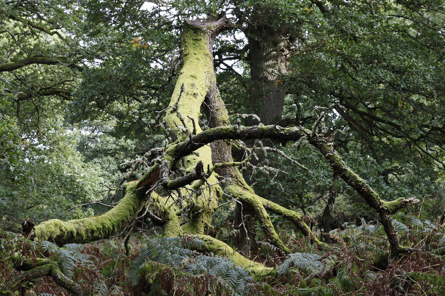 A view of an old, moss- and lichen-covered oak tree growing in a species-rich woodland.