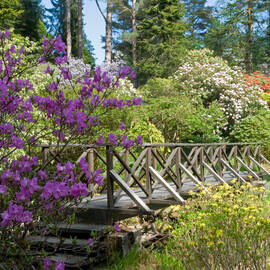 Purple flowers stand next to a wooden bridge in Crarae Garden
