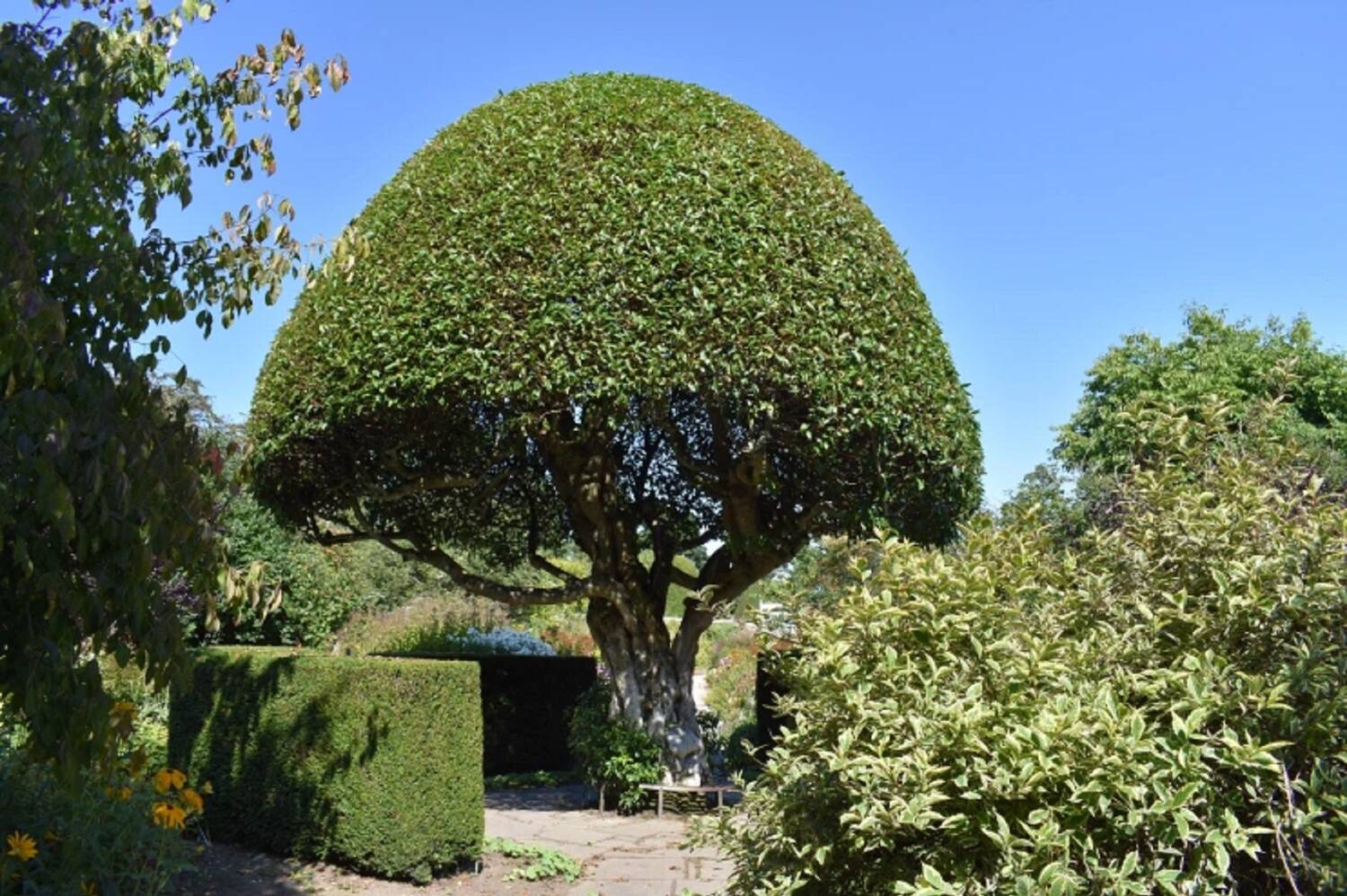 A Portugal laurel tree grows in the middle of a garden, with a paved area directly surrounding it and then neat hedges and shrubs. It is almost mushroom-shaped, with a thick trunk topped by a dense, dark green domed canopy.