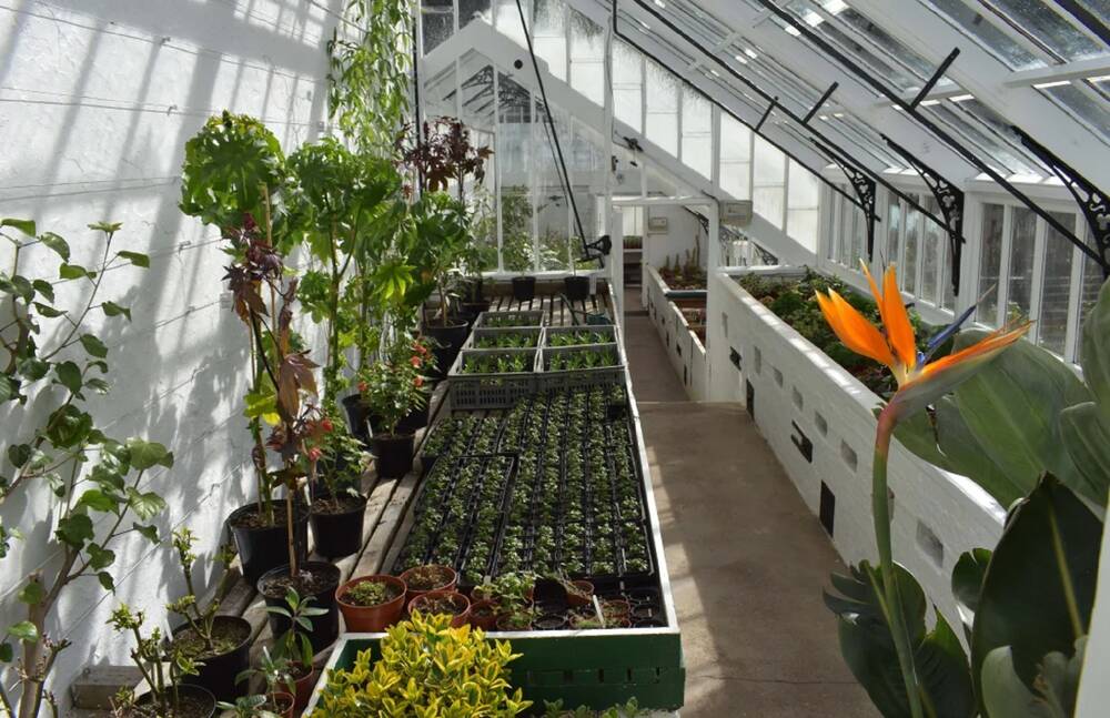 Rows of potted seedlings stand on a shelf inside a glasshouse. Larger potted plants stand behind them. In the foreground a plant has a bright orange flower,