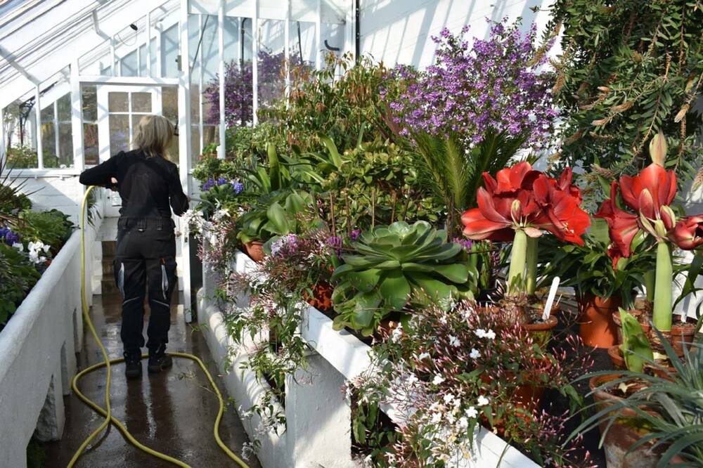 A lady stands inside a glasshouse using a yellow hose to water the very many plants on the shelves around her.