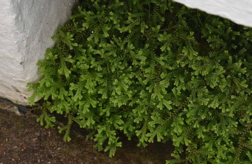 A green moss-like plant grows in the corner of a glasshouse, on the damp floor beside a white stone wall.