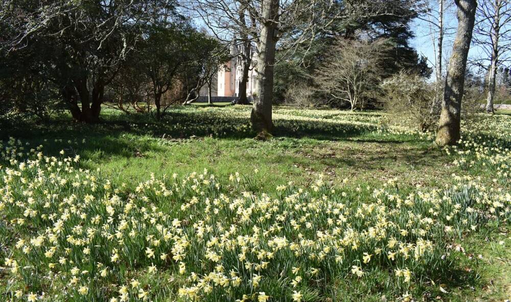 A carpet of daffodils covers the shrubbery at Brodie, where the castle can just be seen in the distance. Trees grow among the daffodils.