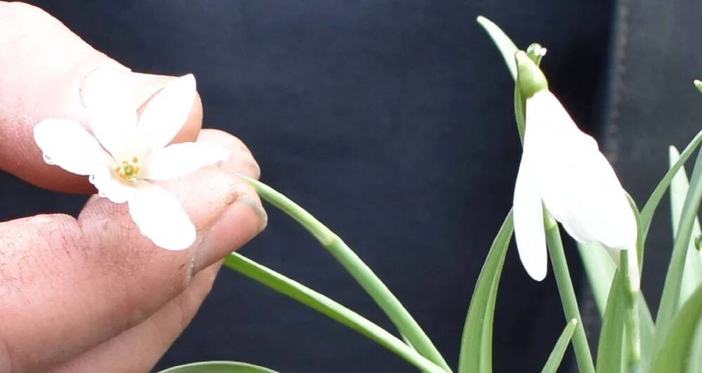 A delicate snowdrop flower is held between the finger and thumb of someone's hand.