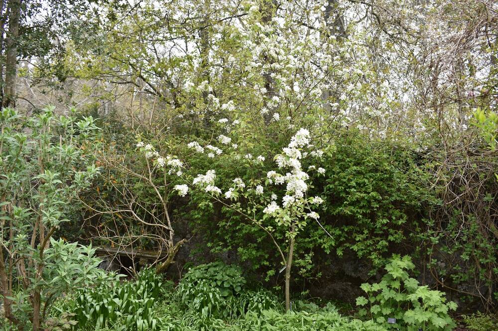 A thin young tree with white blossom grows in front of an old stone garden wall.