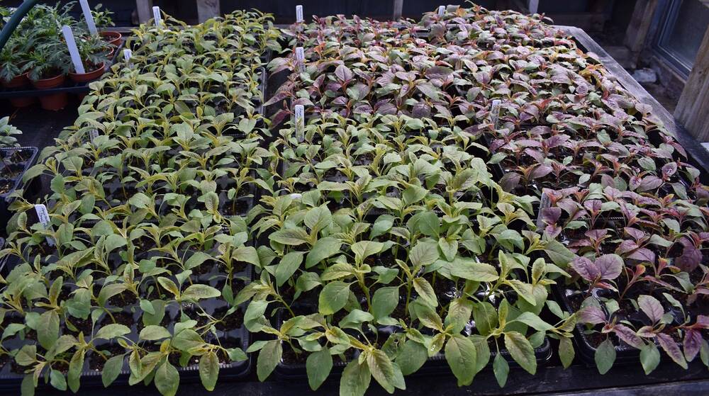 Trays and trays of potted seedlings stand in a glasshouse. There are two types of plants: one has green leaves, the other has purpley-maroon leaves.