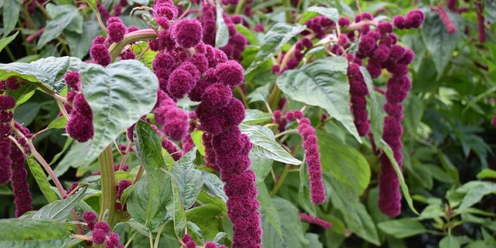 A close-up of an amaranth plant, with long, catkin-like, purple flowers dangling from its stems.