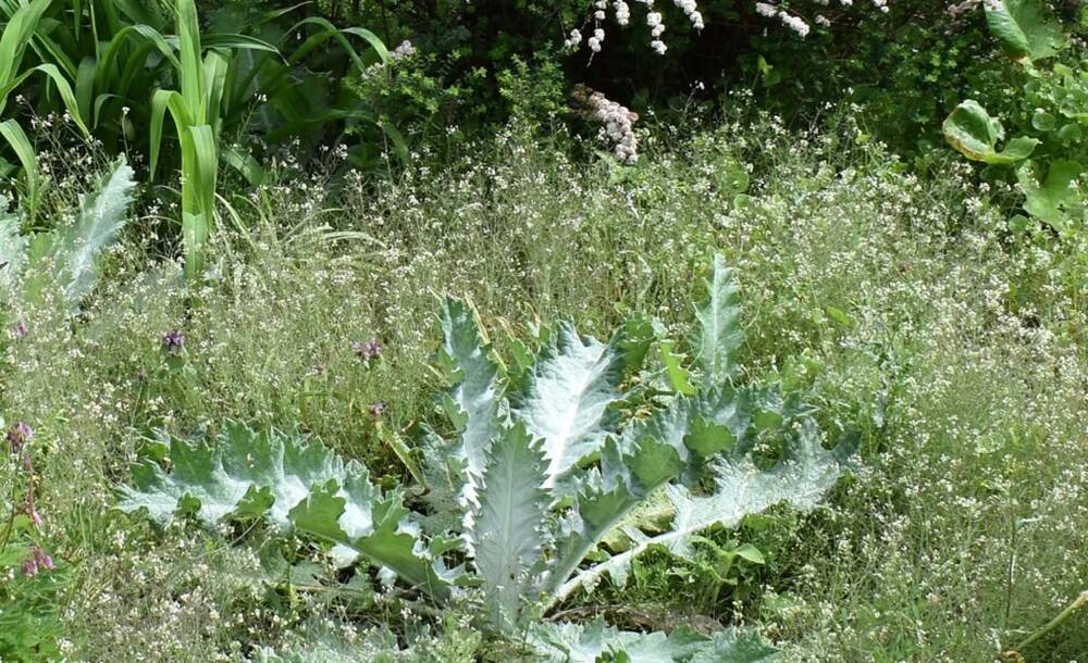 A large-leaved, spiky-looking plant grows in the middle of a flower bed, surrounded by a cress-like plant with wispy stalks and tiny white flowers.