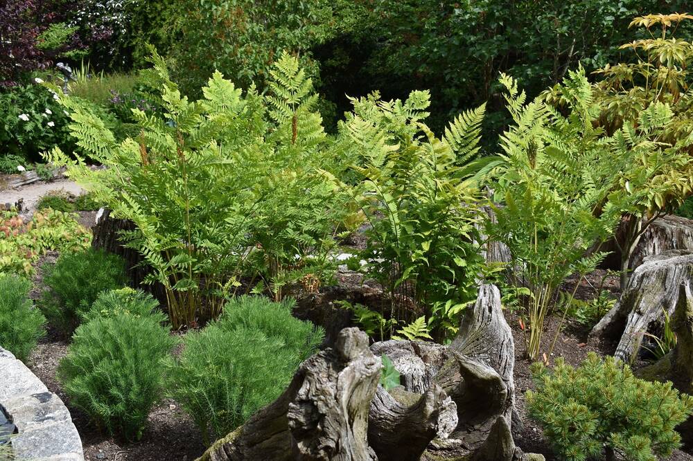 Ferns and other green plants grow in a circular bed, bordered by slates.