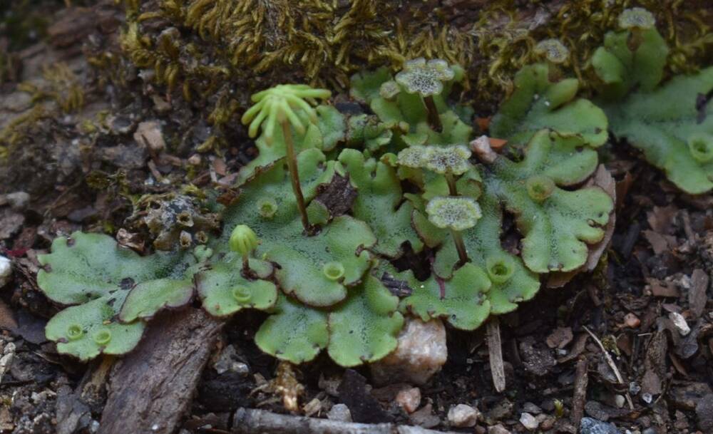 A close-up view of a liverwort plant, which grows very close to the ground. It has wide, waxy-looking chunky leaves, and grows beside a moss-covered rock, amid woodchips.