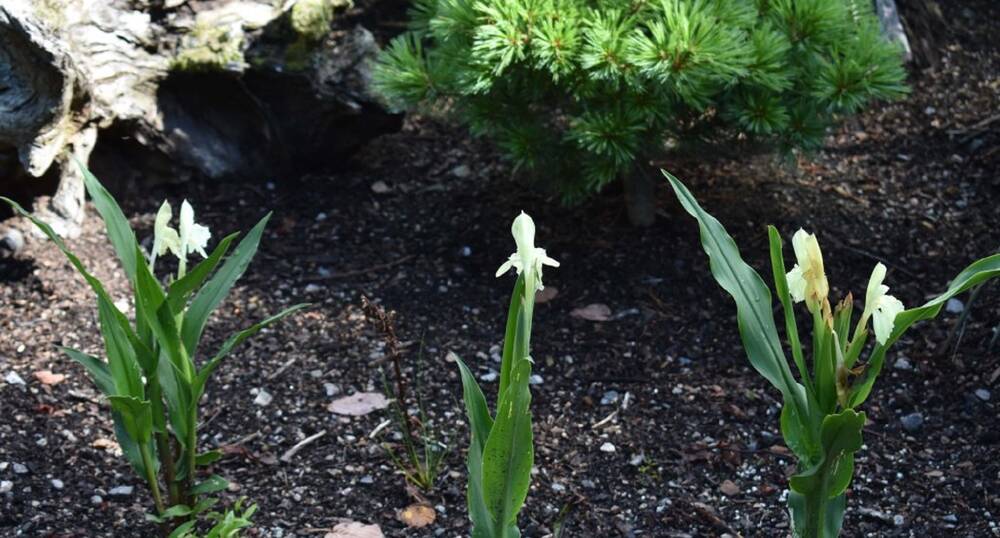 Three small plants grow in a row in a bed. They have waxy long leaves and delicate white flowers on top of their stem.