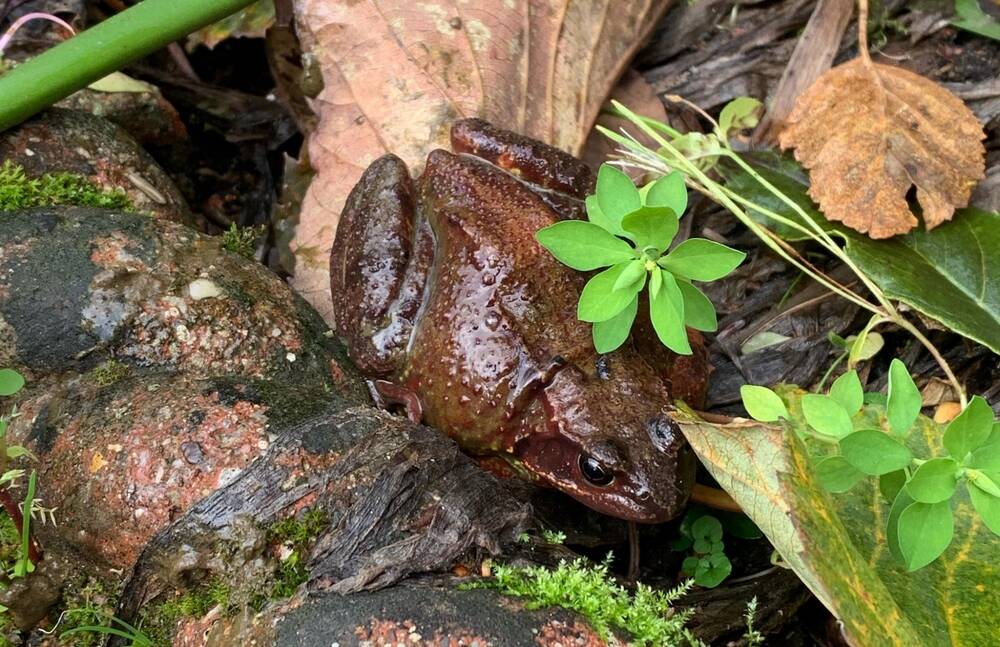 A little brown frog crouches under some leaves on some damp rocks. Its skin looks wet and glistening.