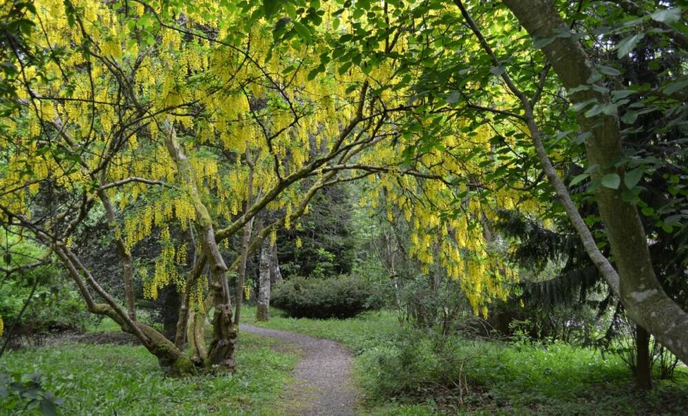 A laburnum tree, with bright yellow catkins, grows beside a woodland path.