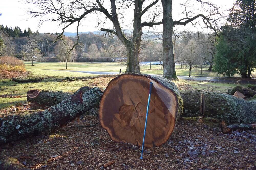 The wide trunk of an oak tree lies on the ground, with other types of tree in the background. The trunk has been neatly cut to reveal its rings inside. A blue walking pole rests against the trunk to give an idea of its height.