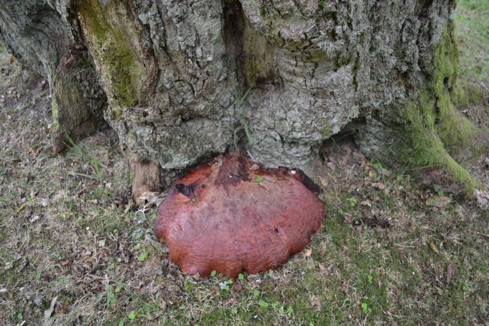 A close-up view of a reddish-brown type of fungus, slightly resembling a piece of meat, growing at the base of an old oak tree.