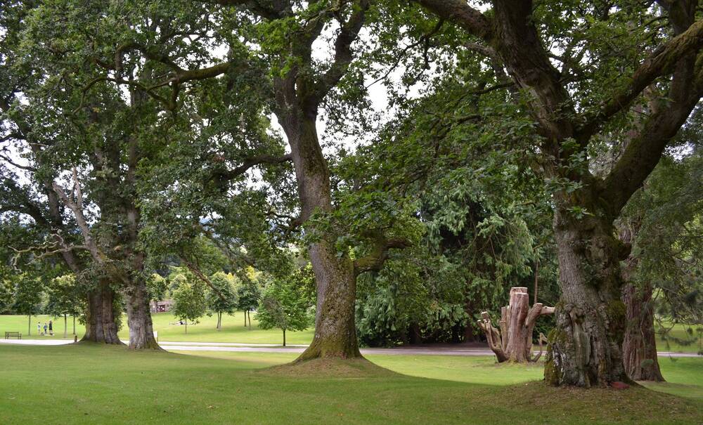 A row of four large oak trees stand in a parkland setting. Paths run through the lawn areas behind.