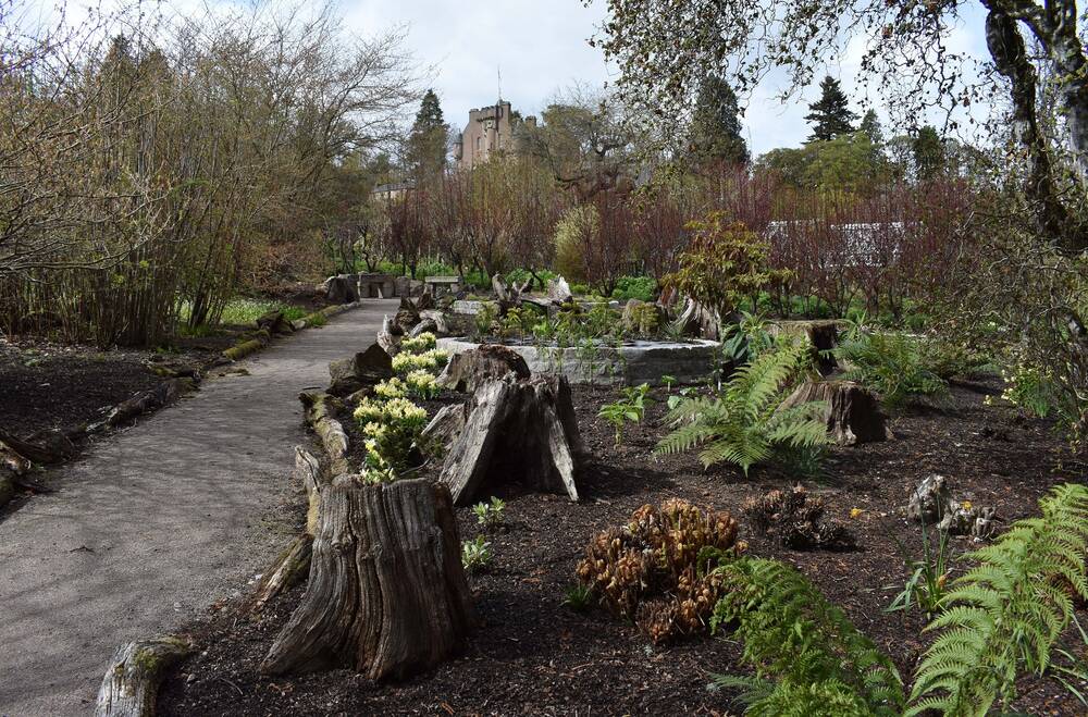 A view of a garden area at Crathes Castle, with fairly bare beds in the foreground. Ferns and daffodils grow around several old tree stumps. A line of yellow irises grows close to the path edge. The castle can be seen in the distance.