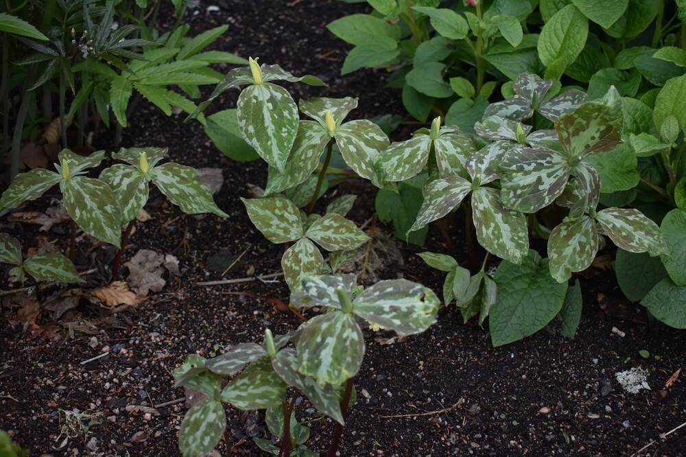 A close-up of a trillium plant growing in a border. It is fairly low to the ground and has variegated leaves, with yellow flower buds emerging from the top of the stem.