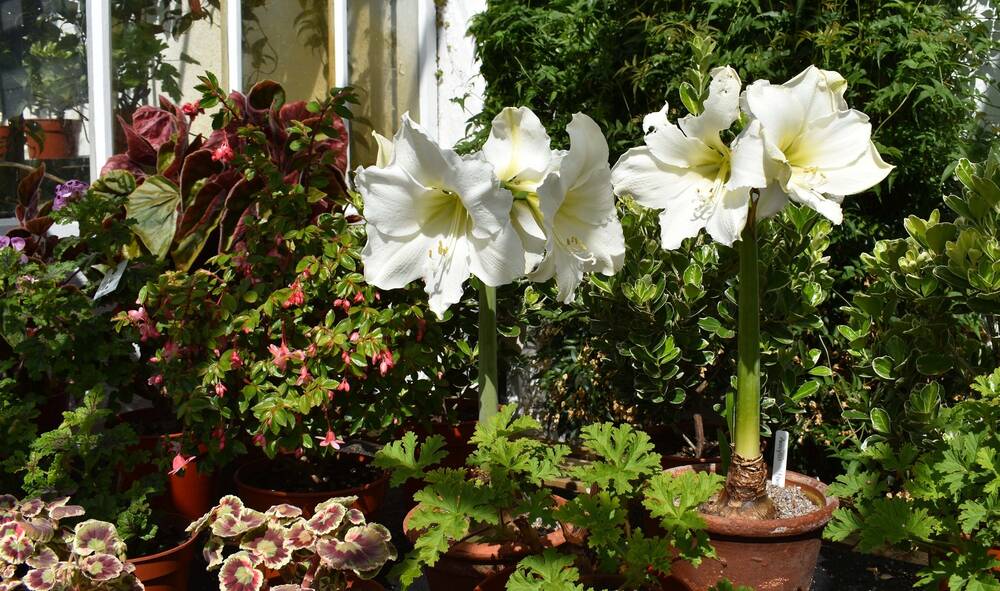 A close-up of two white amaryllis plants, growing from bulbs in small terracotta pots. They appear to be in a glasshouse, with sunlight shining on them. They are surrounded by other potted plants, possibly begonias and geraniums.