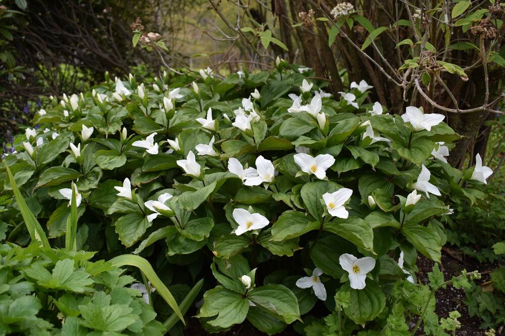 A waxy-leaved trillium plant, with showy, bright white flowers, grows in a flower bed.