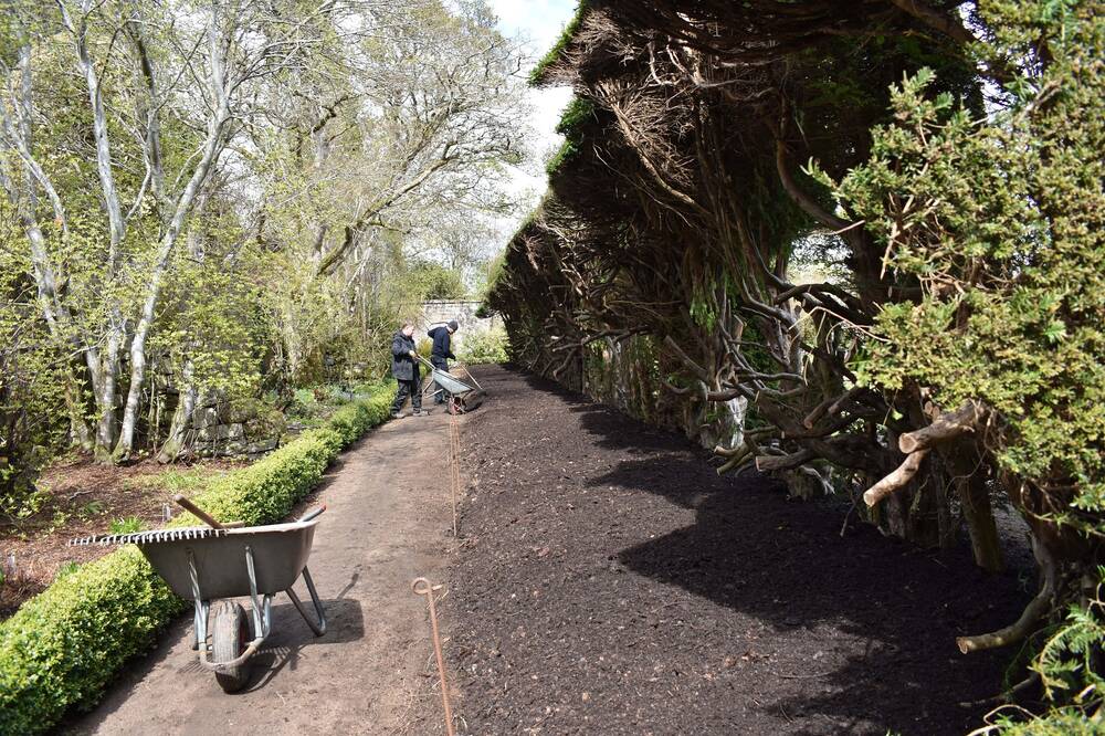 Two gardeners work on a freshly raked-over soil border, running beneath a tall yew hedge. The border is fenced off from the path. A wheelbarrow with rakes lying inside stands in the foreground.