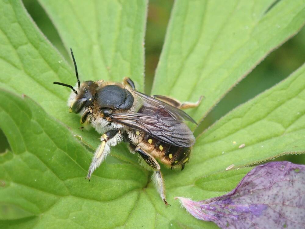 A bee perches on a leaf. The bee is quite round and has a line of yellow spots running along its side.