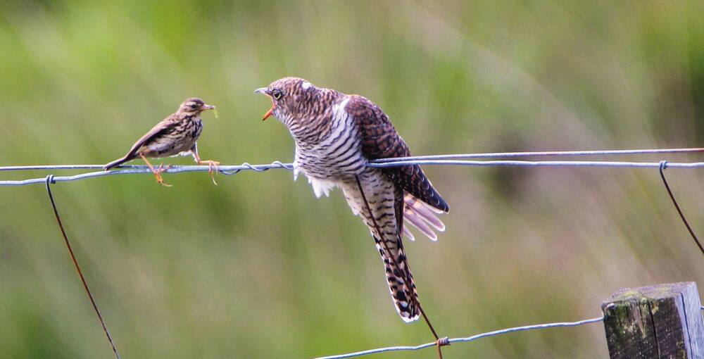 A meadow pipit sits on a wire fence in a field, beside a much larger cuckoo which is turned with its beak open at the pipit.