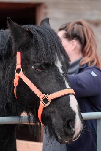 A black pony stands in a stable being groomed by a National Trust for Scotland staff member. She has a white stripe down her nose and wears an orange bridle.