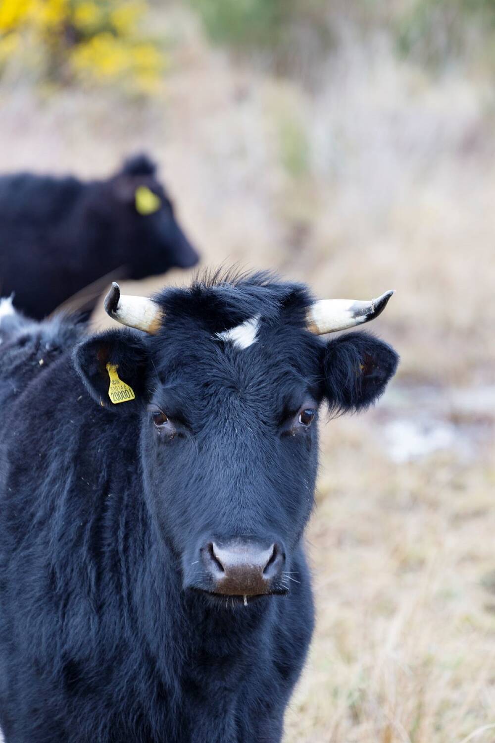 A close-up of a black Shetland cow, with another seen in the background. It has a yellow tag in one ear, and short sharp horns. It looks directly at the camera.