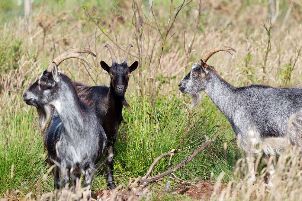 Three goats stand together on the battlefield, in an area with tall scrub and small trees. Two are grey and one is black.