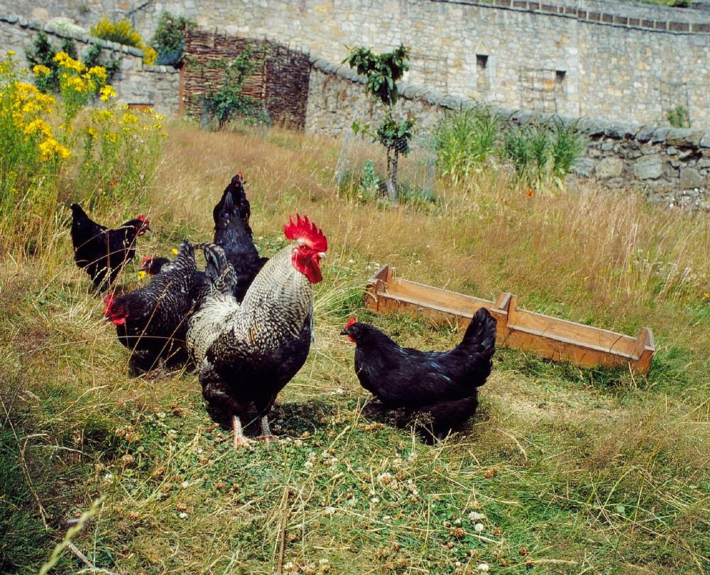 Five dark-feathered Scots Dumpy hens and a white and black rooster in a grassy walled garden.